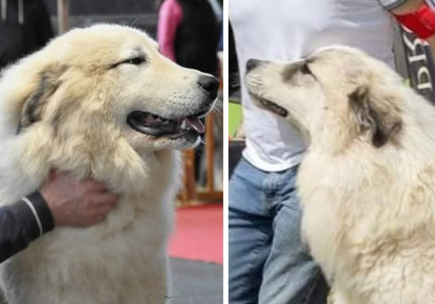 Chien de berger yougoslave de Charplanina — Wikipédia, image size:1400x979