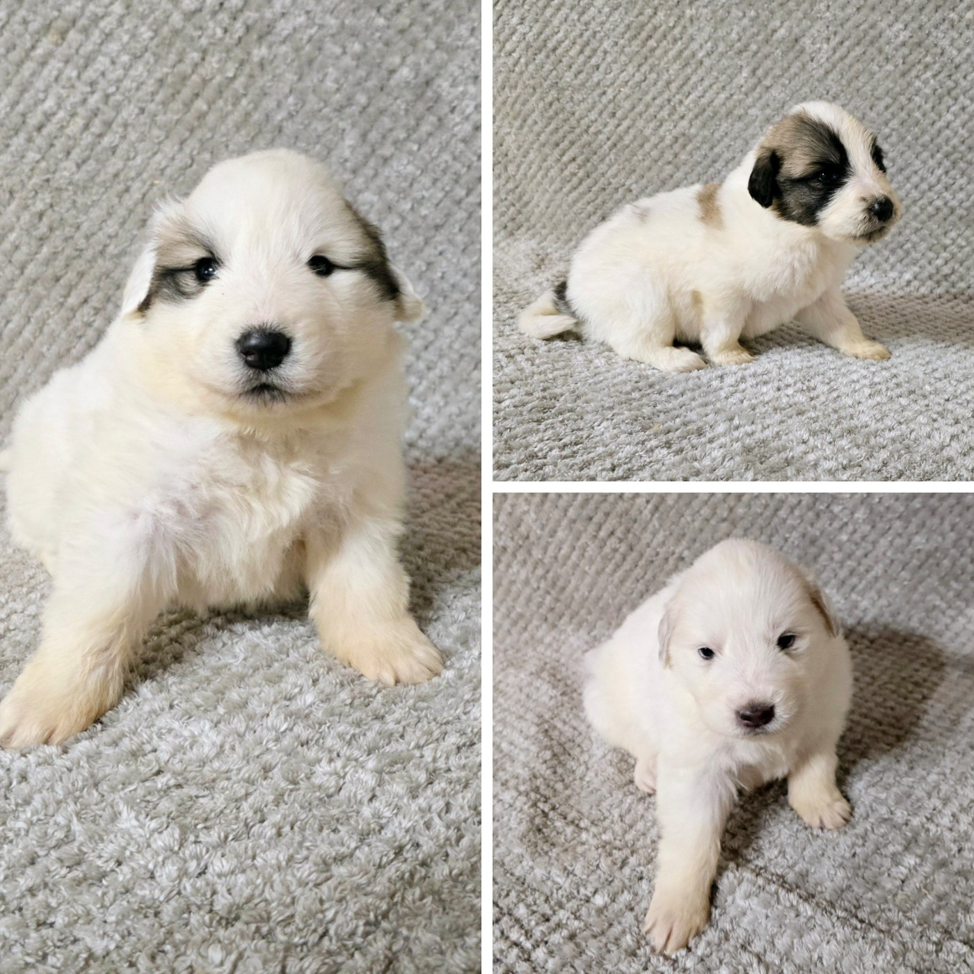 Chiot N°11 - Chien de Montagne des Pyrenees