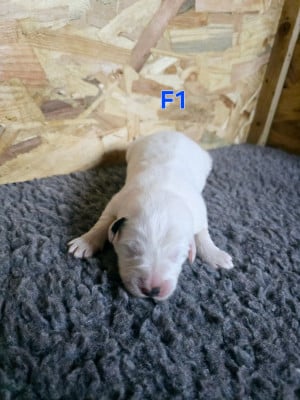 Les chiots de Chien de Montagne des Pyrenees