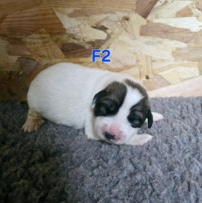 Les chiots de Chien de Montagne des Pyrenees