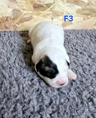 Les chiots de Chien de Montagne des Pyrenees