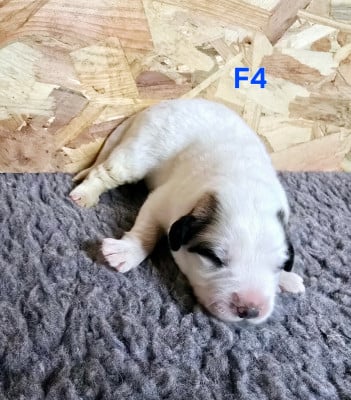 Les chiots de Chien de Montagne des Pyrenees