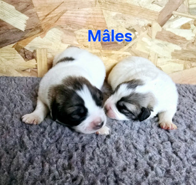 Les chiots de Chien de Montagne des Pyrenees