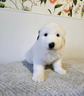 Les chiots de Chien de Montagne des Pyrenees