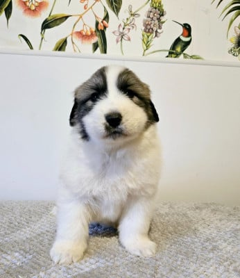 Les chiots de Chien de Montagne des Pyrenees
