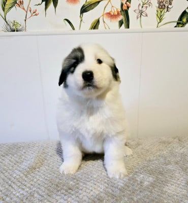 Les chiots de Chien de Montagne des Pyrenees