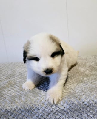 Les chiots de Chien de Montagne des Pyrenees