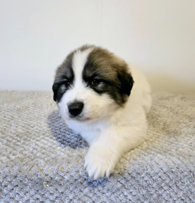 Les chiots de Chien de Montagne des Pyrenees