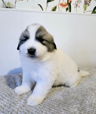 Les chiots de Chien de Montagne des Pyrenees