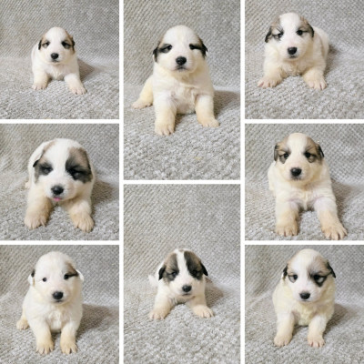 Les chiots de Chien de Montagne des Pyrenees