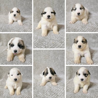 Les chiots de Chien de Montagne des Pyrenees