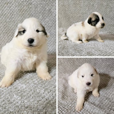 Les chiots de Chien de Montagne des Pyrenees