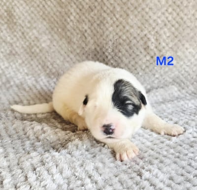 Chiot N°2 - Chien de Montagne des Pyrenees