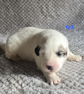 Chiot N°3 - Chien de Montagne des Pyrenees