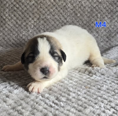 Chiot N°4 - Chien de Montagne des Pyrenees
