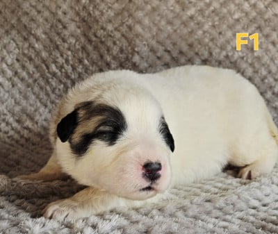 Chiot N°5 - Chien de Montagne des Pyrenees