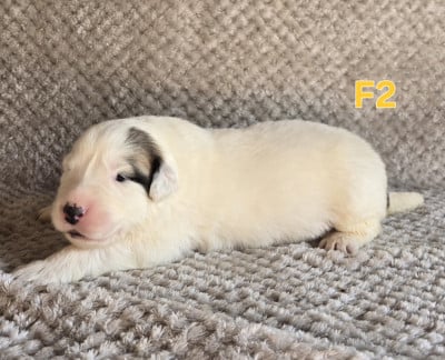 Chiot N°6 - Chien de Montagne des Pyrenees
