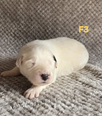 Chiot N°7 - Chien de Montagne des Pyrenees