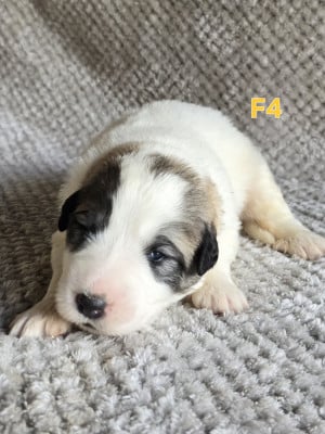 Chiot N°8 - Chien de Montagne des Pyrenees