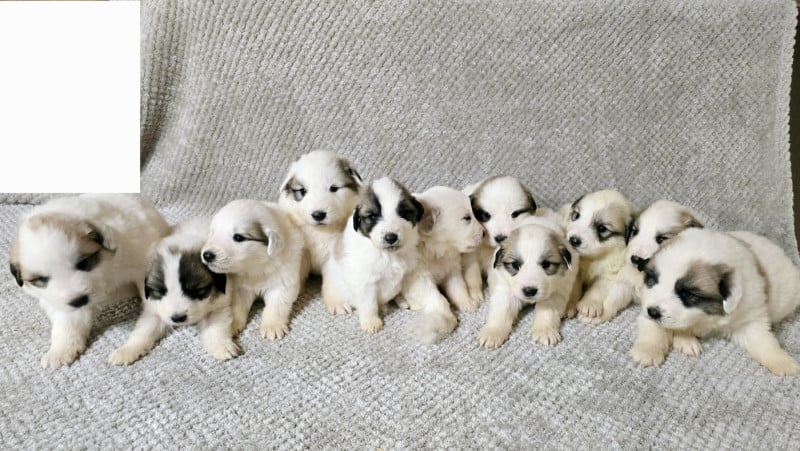 Chien de Montagne des Pyrenees - de la Vallée des Chtis Patou