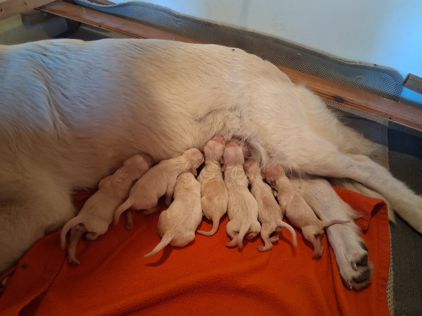 CHIOT 1