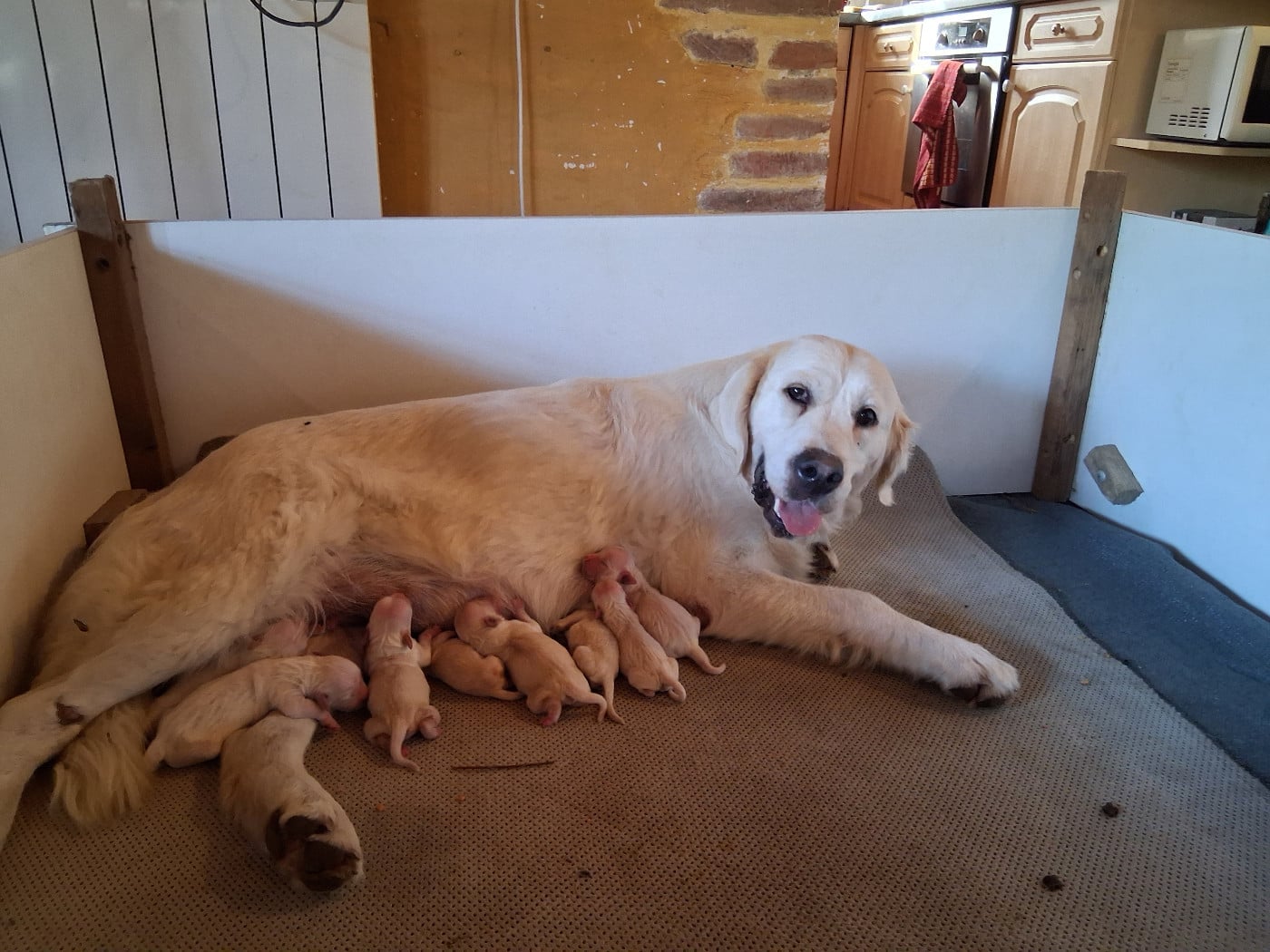 CHIOT 5