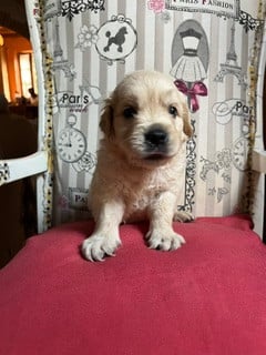 Golden Retriever - Du Grand Tilleul De La Forge
