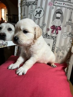 Golden Retriever - Du Grand Tilleul De La Forge