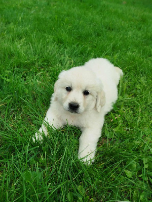 Les chiots de Golden Retriever