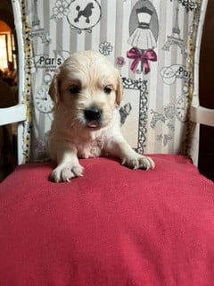 Les chiots de Golden Retriever