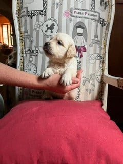 Les chiots de Golden Retriever