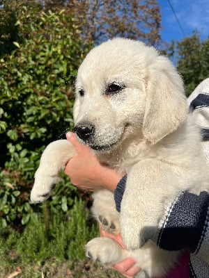Les chiots de Golden Retriever