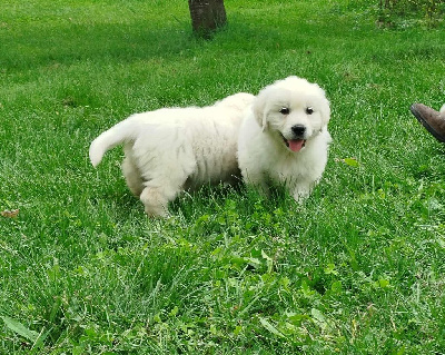 Les chiots de Golden Retriever