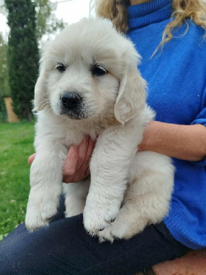 Les chiots de Golden Retriever