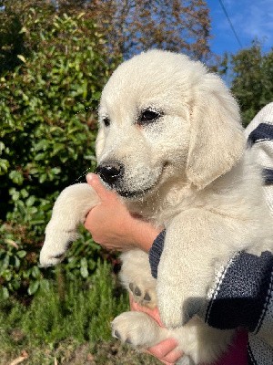 Très belle femelle issue d'un très beau mariage ! Elle a un caractère plus posé et doux que ses soeurs mais tout autant joueuse! Elle a un très beau gabarit et pesait 7.7 kg à 2 mois et 3 jours, c'est exceptionnel !