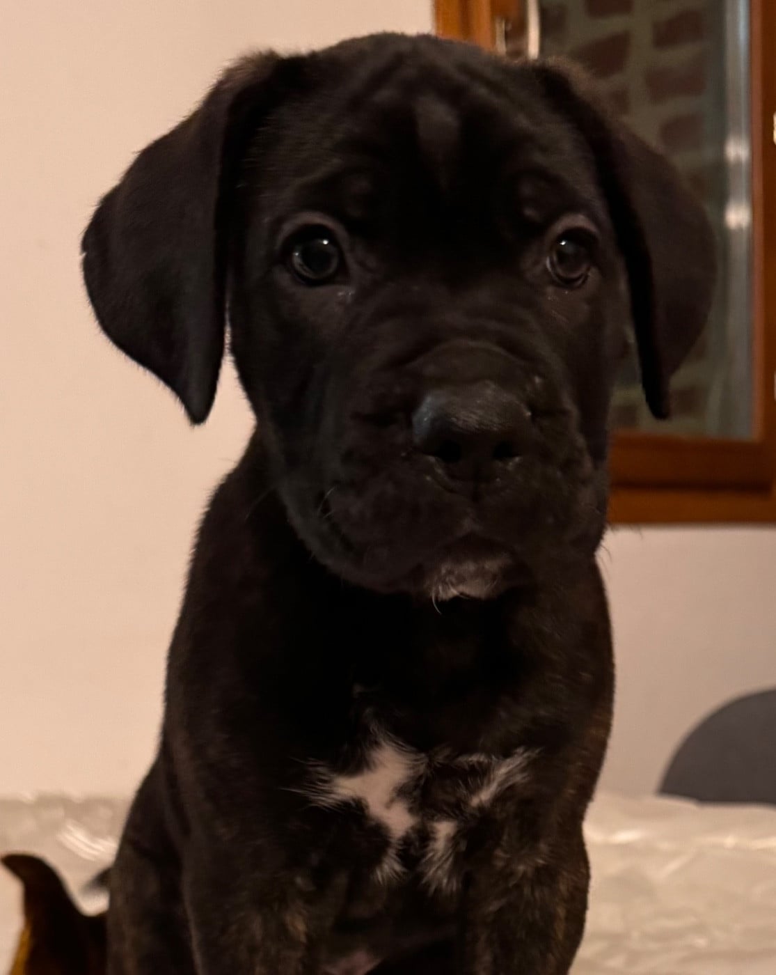 Cane Corso - Des Quatre Pattes De La Sensée