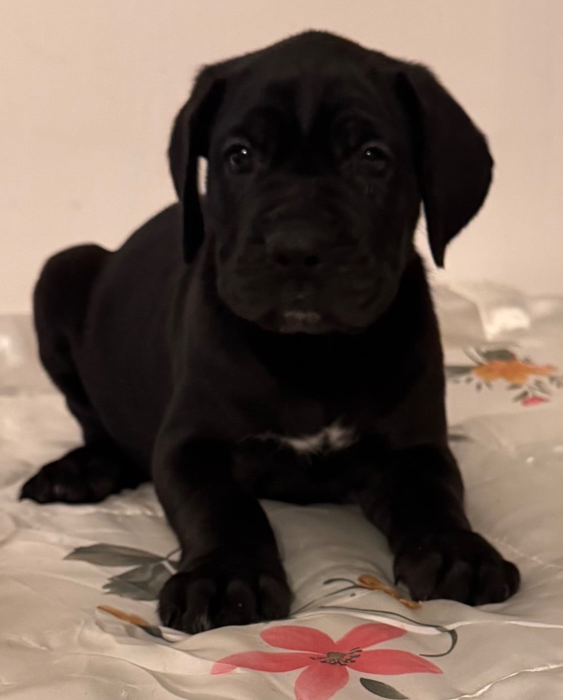 Femelle noire - Cane Corso