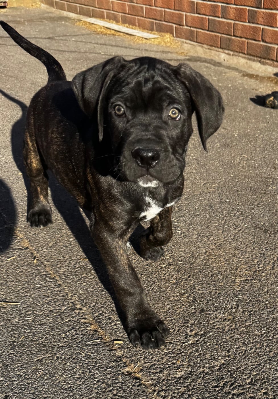 Cane Corso - Des Quatre Pattes De La Sensée