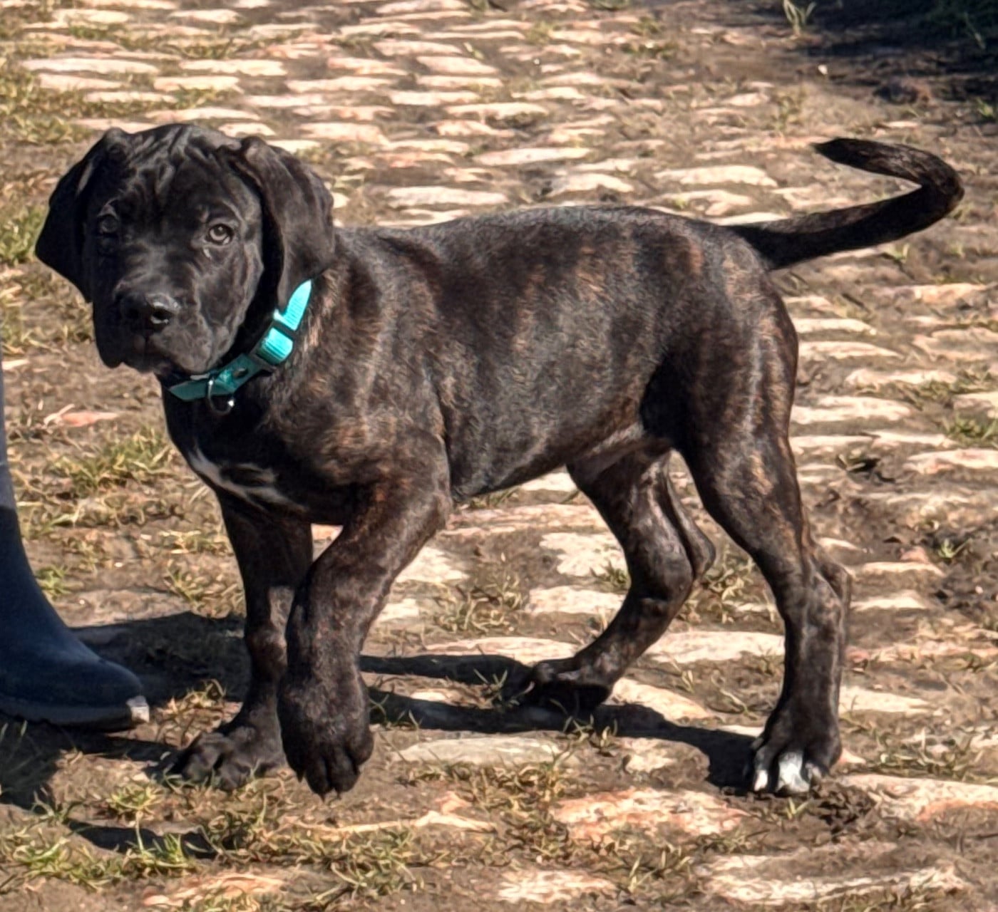 Cane Corso - Des Quatre Pattes De La Sensée