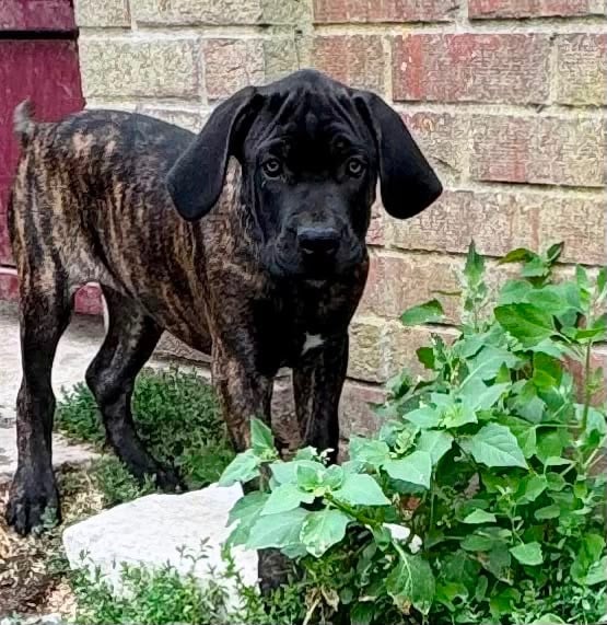 Bianca - Cane Corso