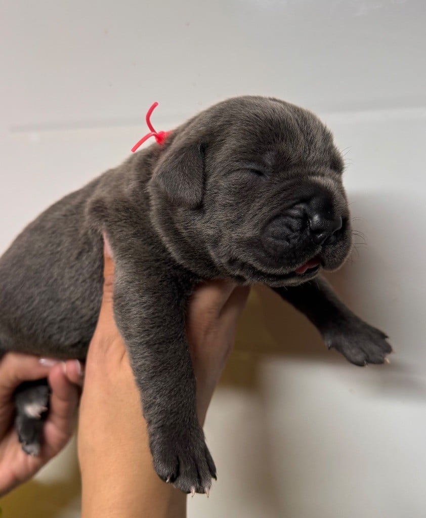 Femelle grise collier rose - Cane Corso