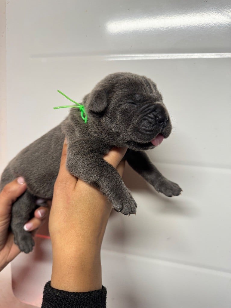 Mâle gris collier vert - Cane Corso
