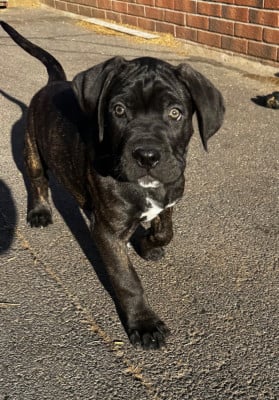Les chiots de Cane Corso