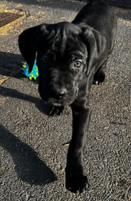 Les chiots de Cane Corso