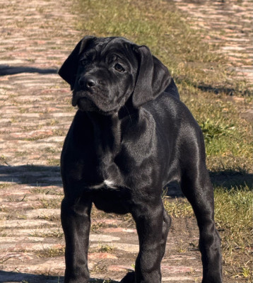 Les chiots de Cane Corso