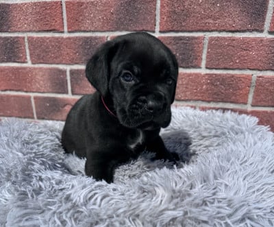 Les chiots de Cane Corso