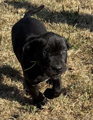 Cane Corso