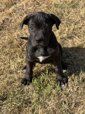 Les chiots de Cane Corso