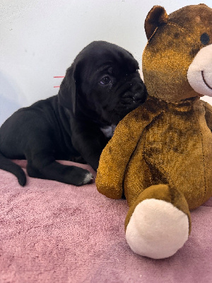 Les chiots de Cane Corso