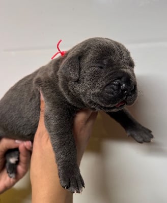 Les chiots de Cane Corso